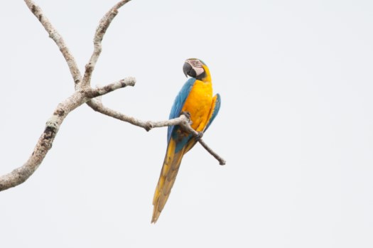 Blue-and-yellow Macaw in Cuyabeno Reserve